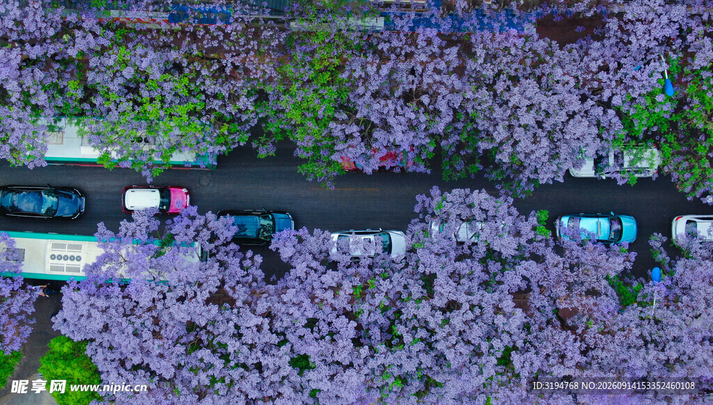 紫色花海中的公路
