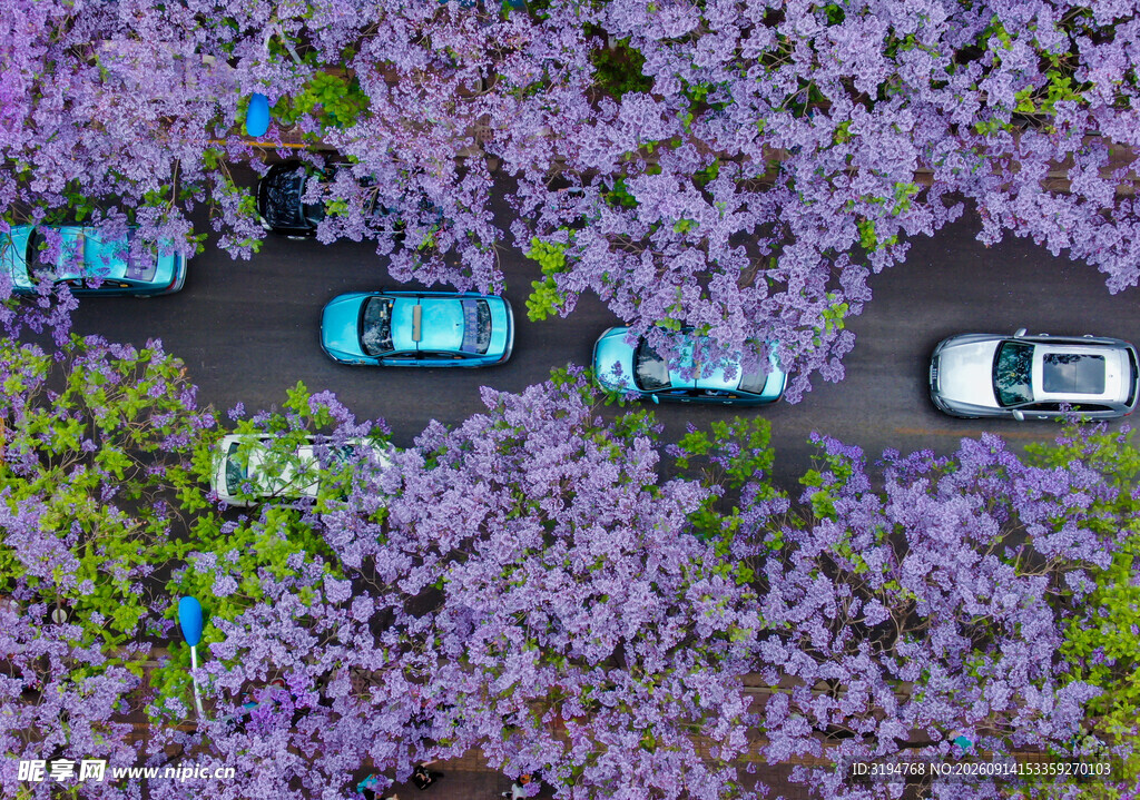 紫花簇拥下的道路与车辆