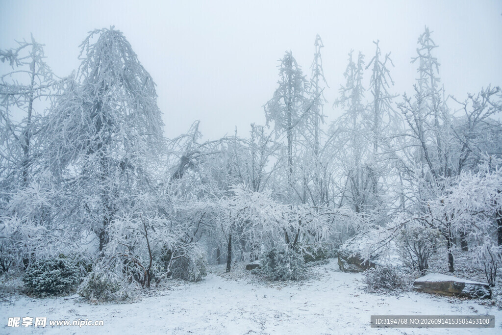 雪覆树林的冬日静谧景象