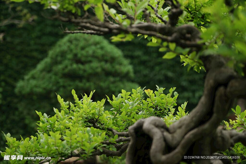 虬枝绿植尽显自然之美