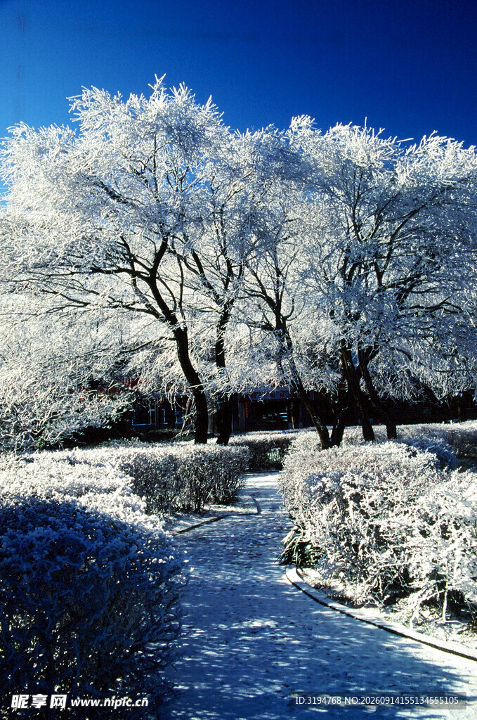 冬日雪景中的树木与小径