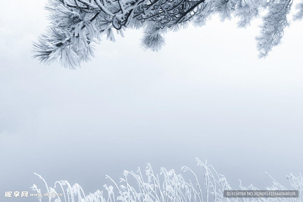冬日霜景枝头覆雪之美