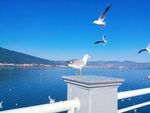 海上飞鸟景致