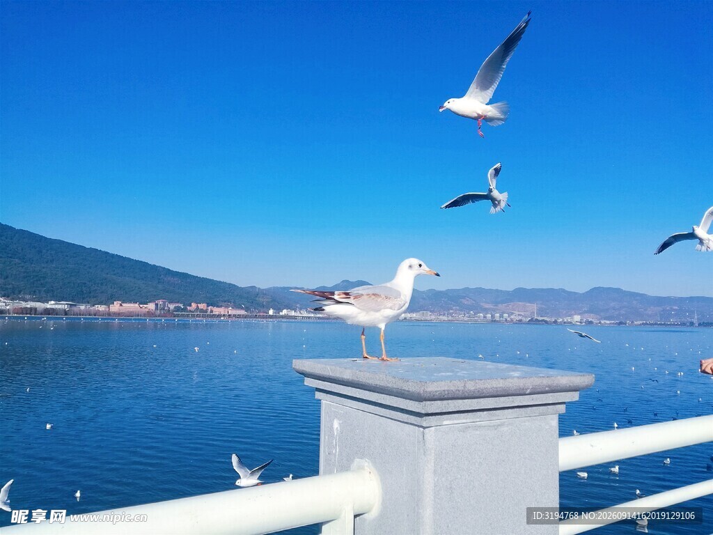 海上飞鸟景致
