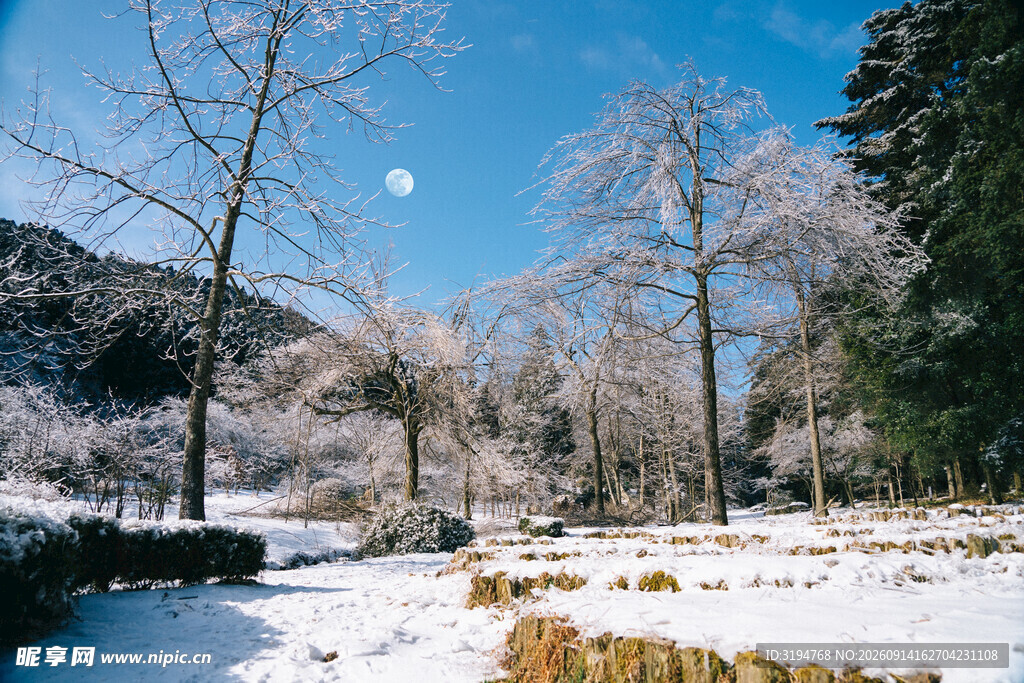 冬日雪景中的静谧山林
