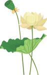 白荷花插画