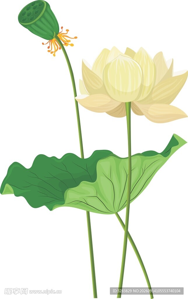 白荷花插画