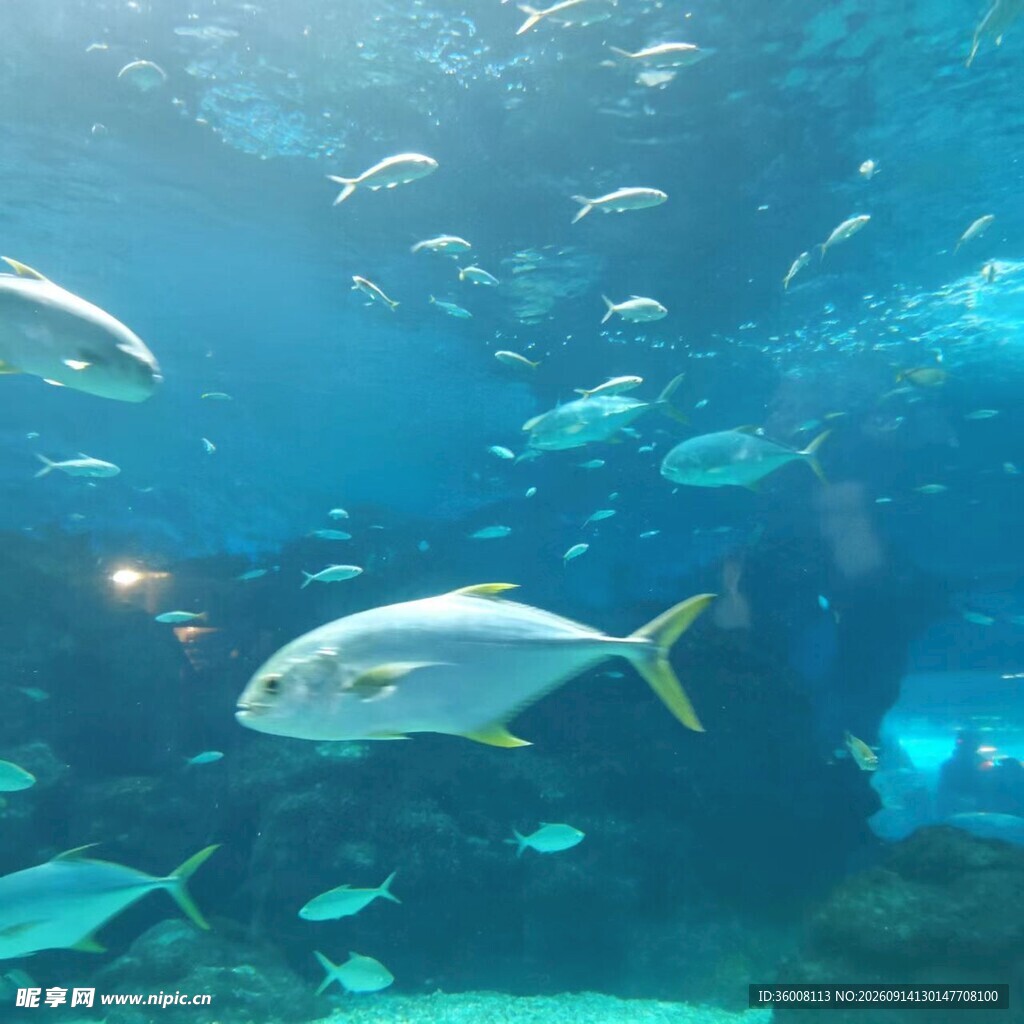 海底鱼群畅游景象