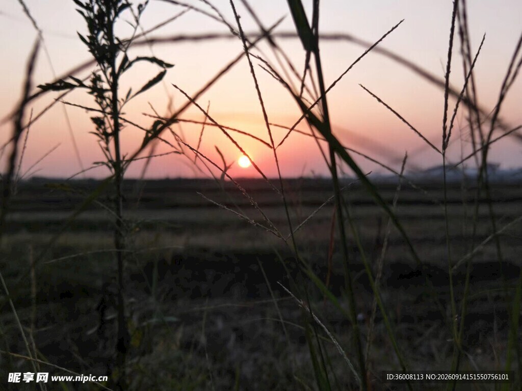 夕阳下的田野植物景观