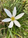 一朵葱兰花