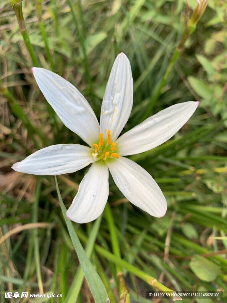一朵葱兰花