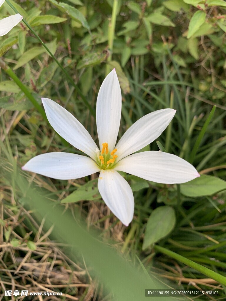 草丛间的葱兰花