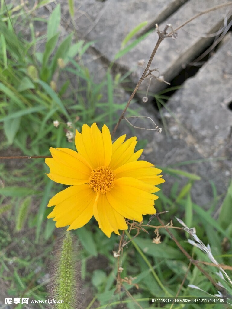 黄色野花
