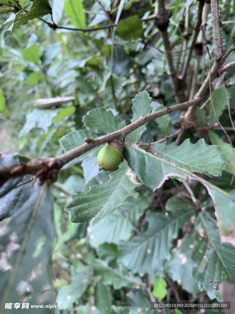 择子树枝