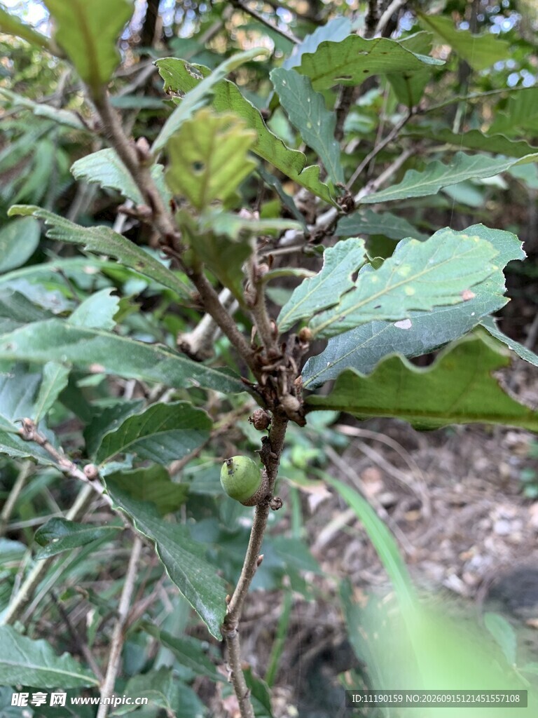 长择子的树枝