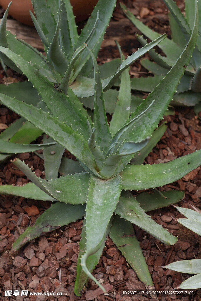 翠绿芦荟植物特写