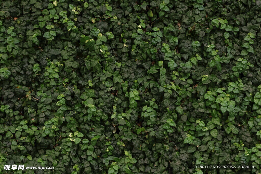 翠绿繁茂的植物背景