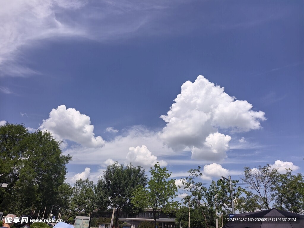 蓝天白云下的绿树景致