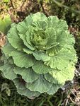 翠绿卷心菜特写