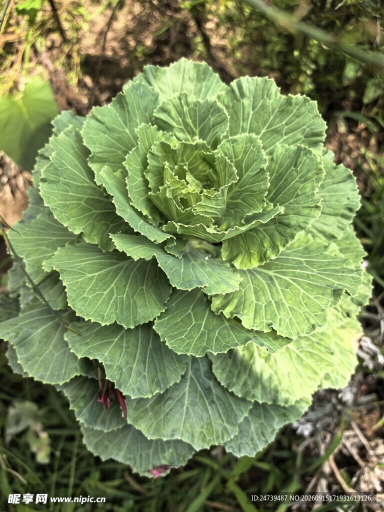 翠绿卷心菜特写