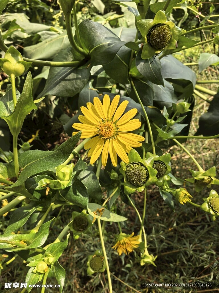 黄色松香草绽放于绿叶间