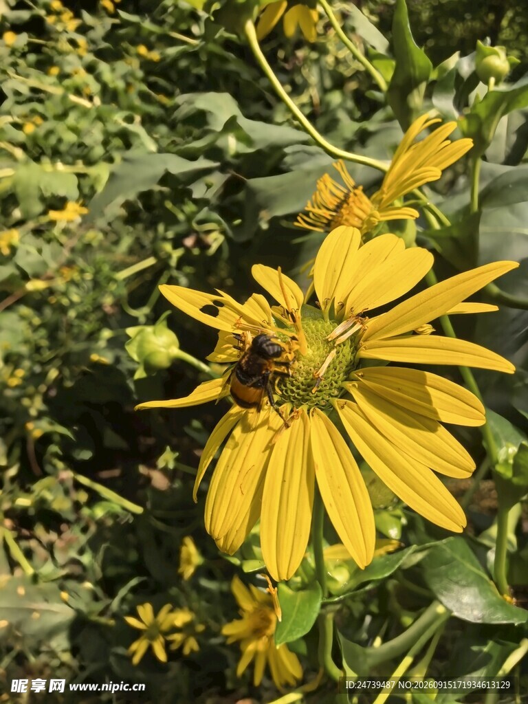 阳光下的灿烂野菊花