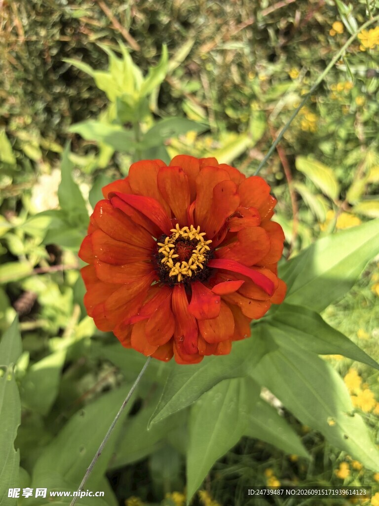 鲜艳红色百日菊花朵绽放绿叶间