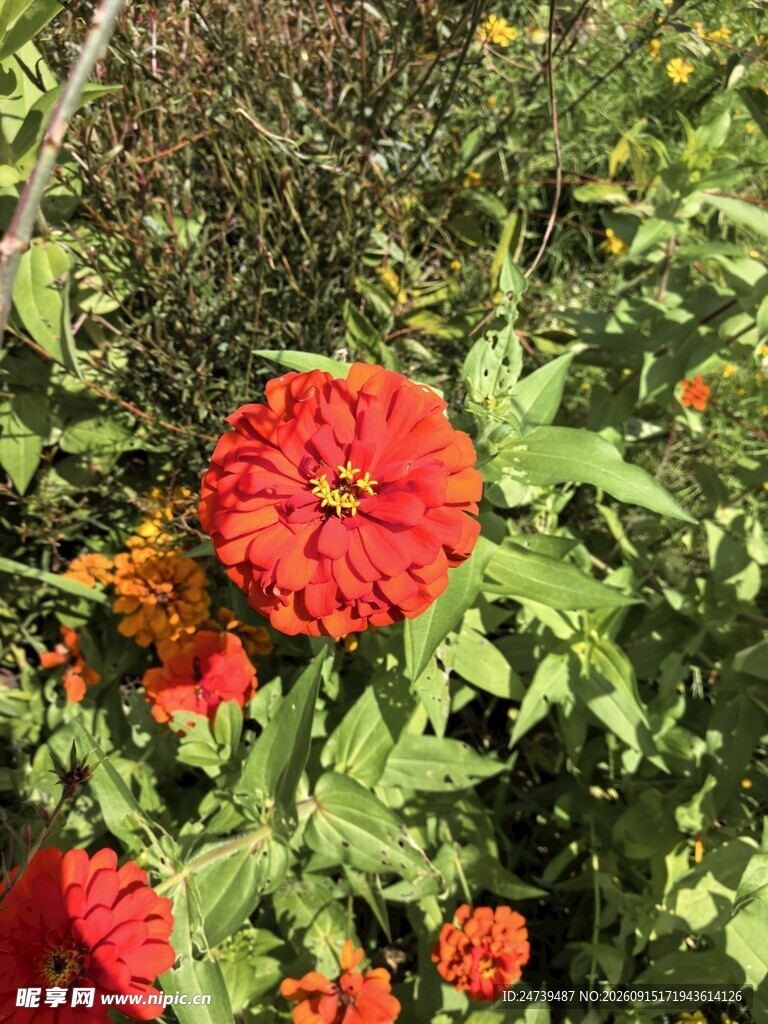 鲜艳绽放的红色百日菊