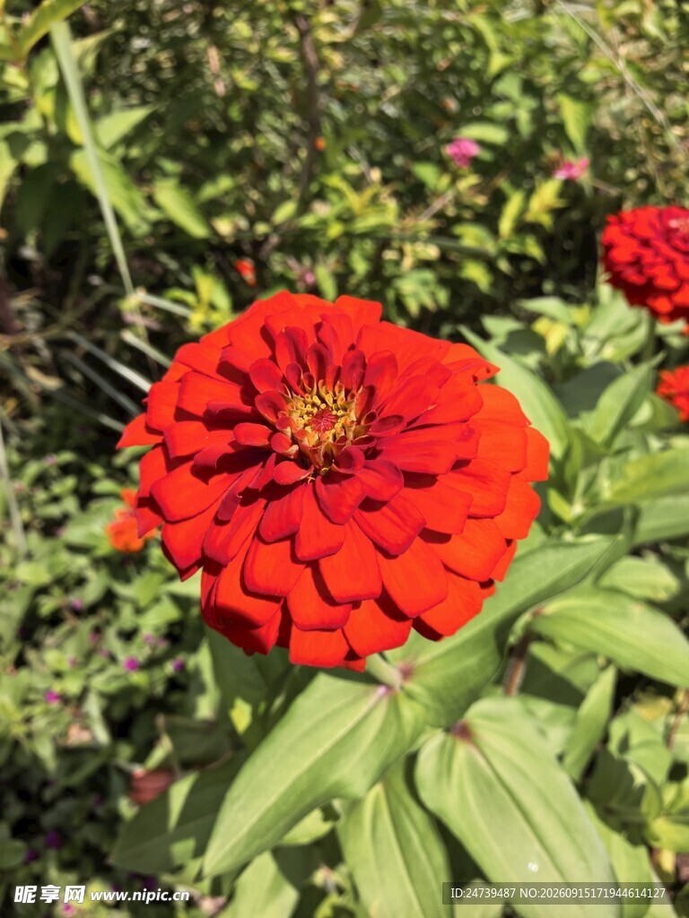 鲜艳红色百日菊绽放