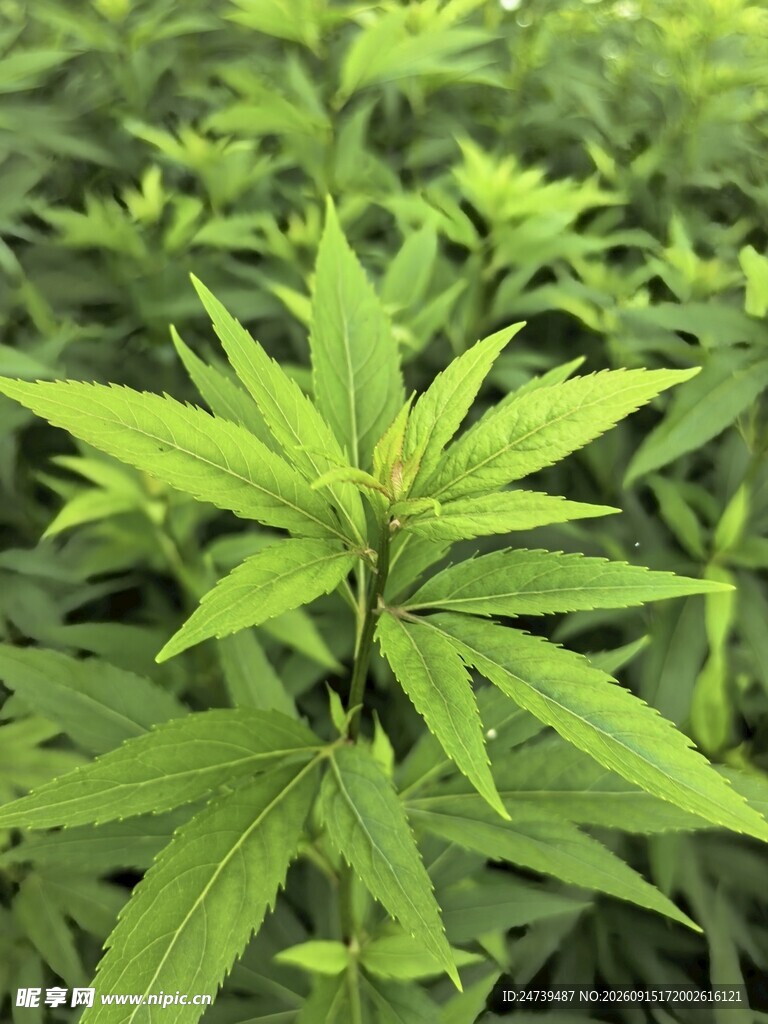 嫩绿植物叶片特写