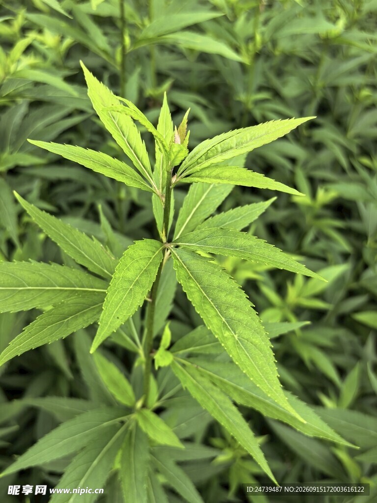 嫩绿植物枝叶特写