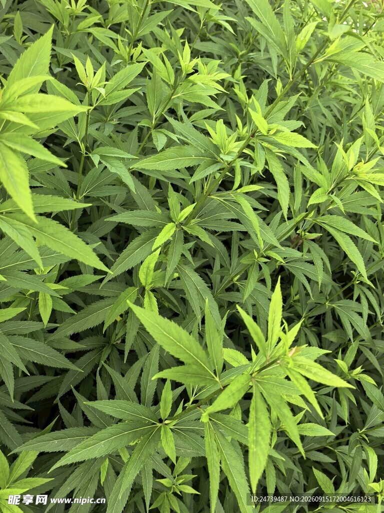 翠绿繁茂的植物叶片