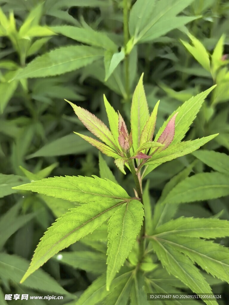 嫩绿枝叶的清新植物