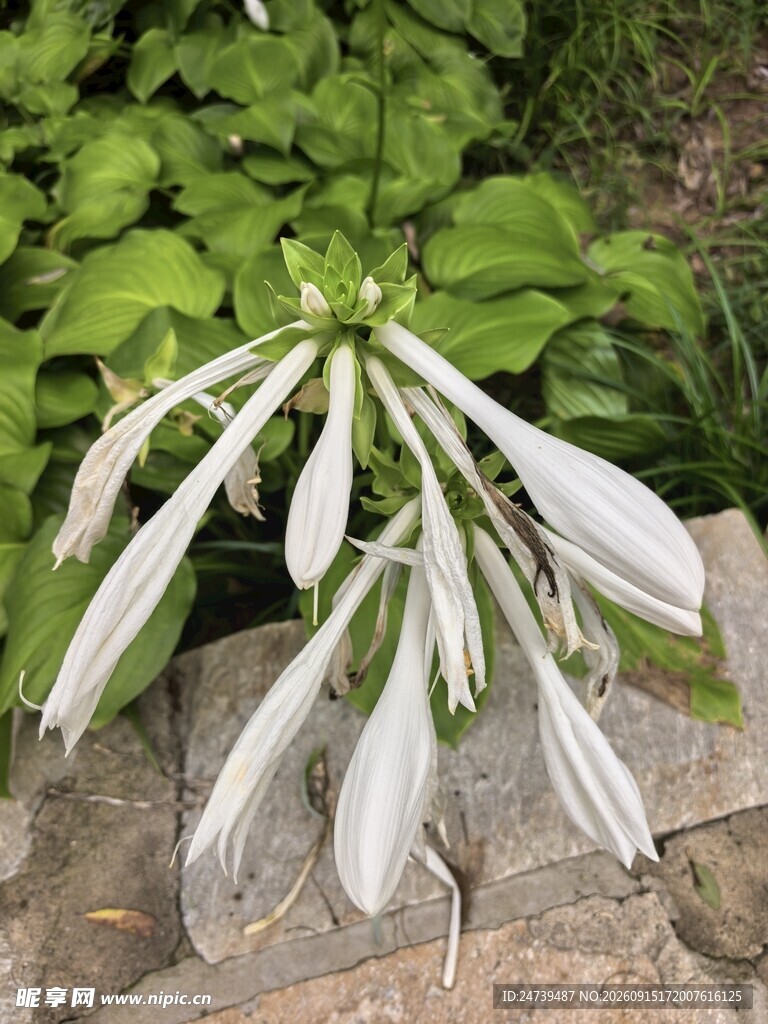优雅绽放的白色玉簪花
