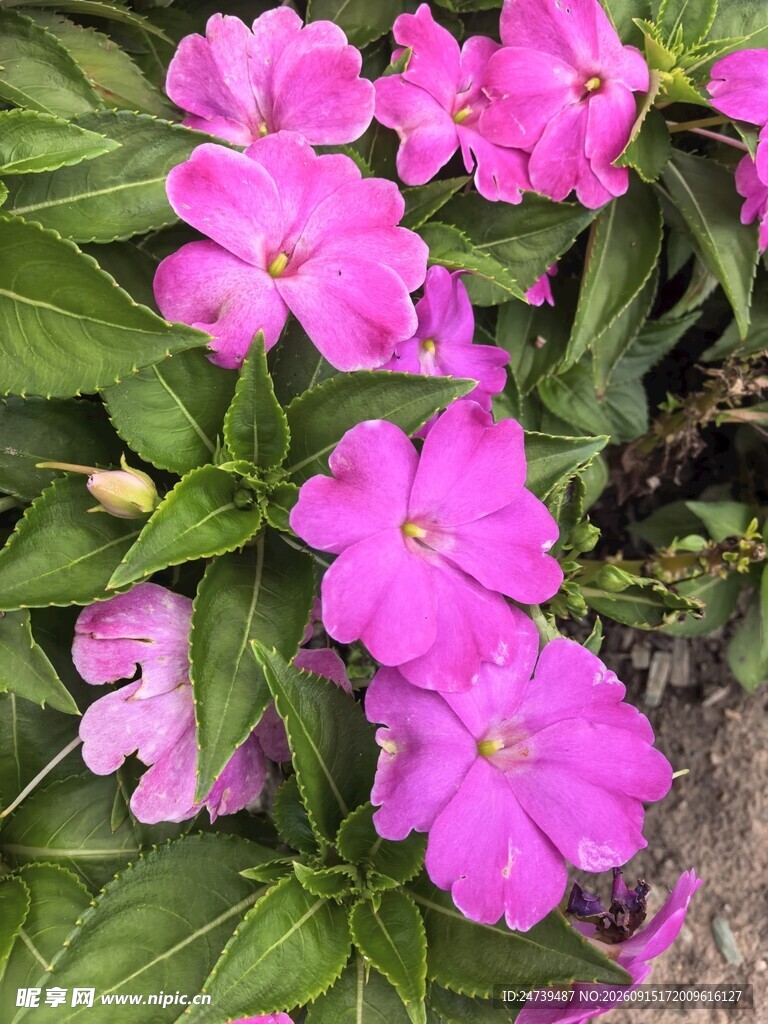 新几内亚凤仙花