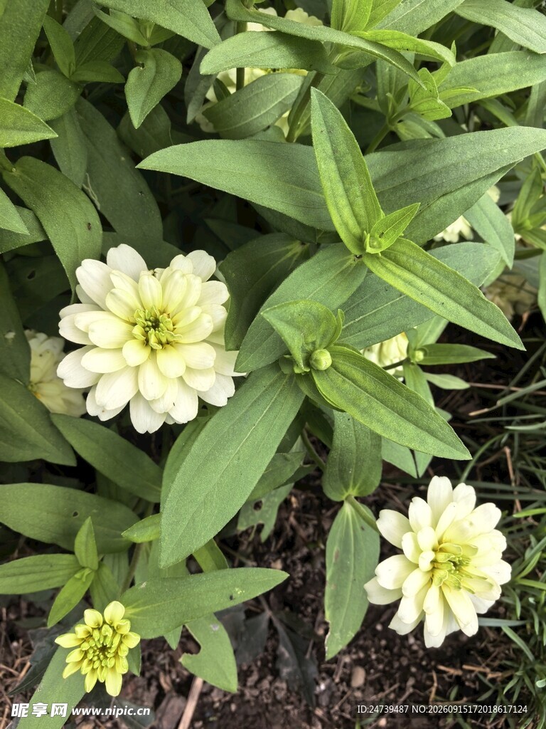 绿叶丛中的白色百日菊