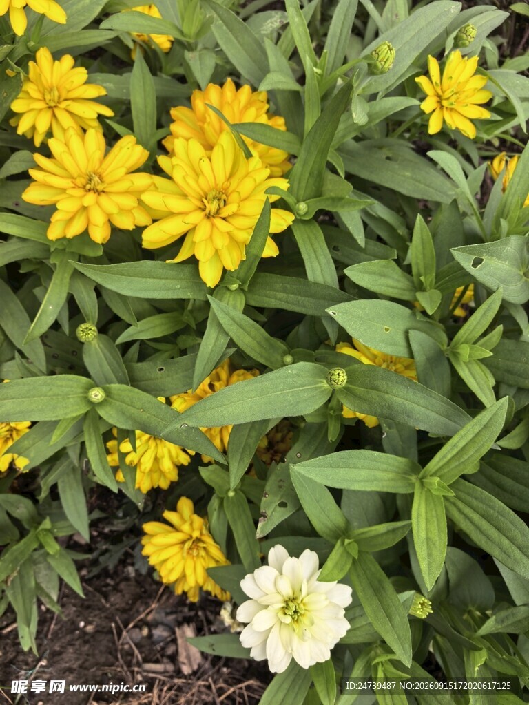 黄花绿叶间的百日菊
