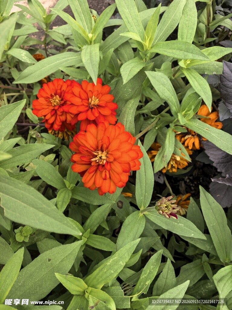 鲜艳百日菊花绽放绿叶间