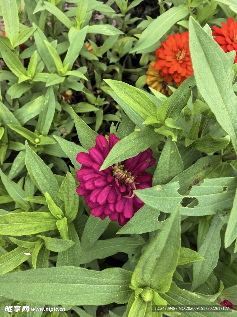 多彩花卉百日菊