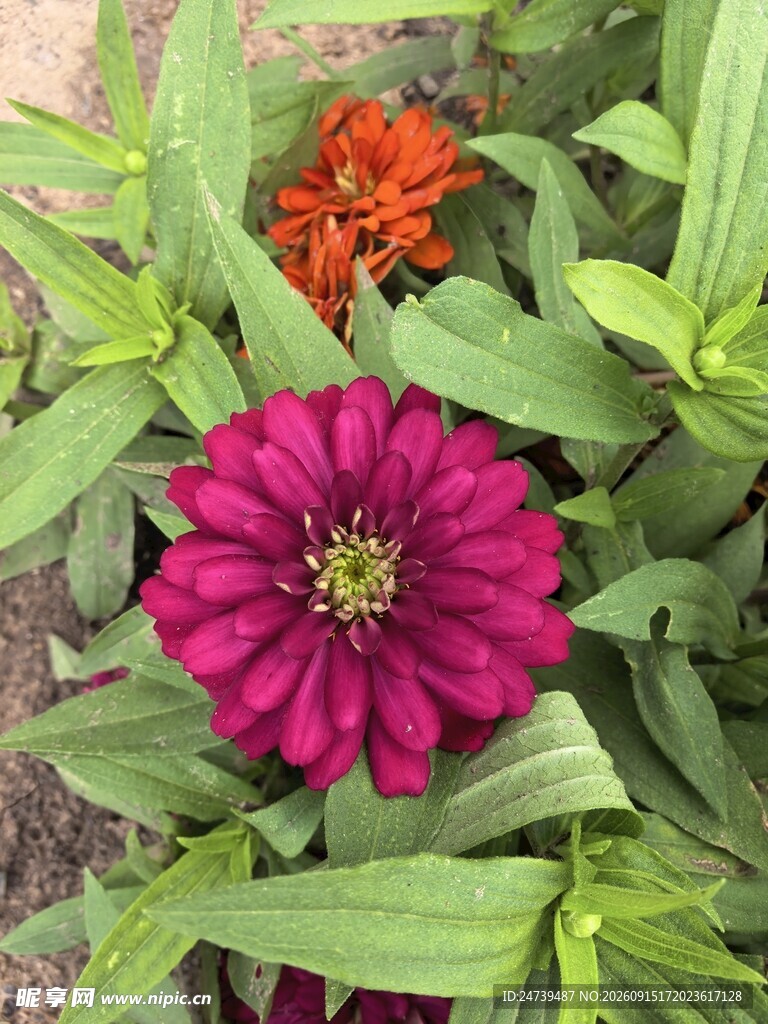 艳丽绽放的多彩百日菊