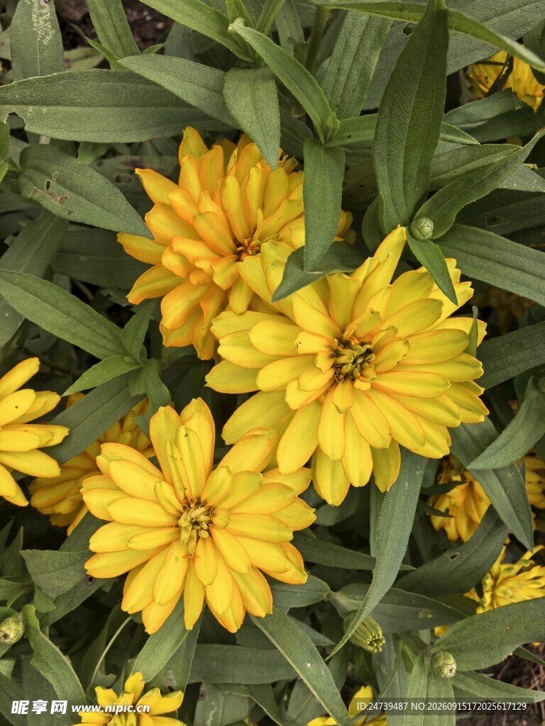 黄色菊花绽放绿叶间