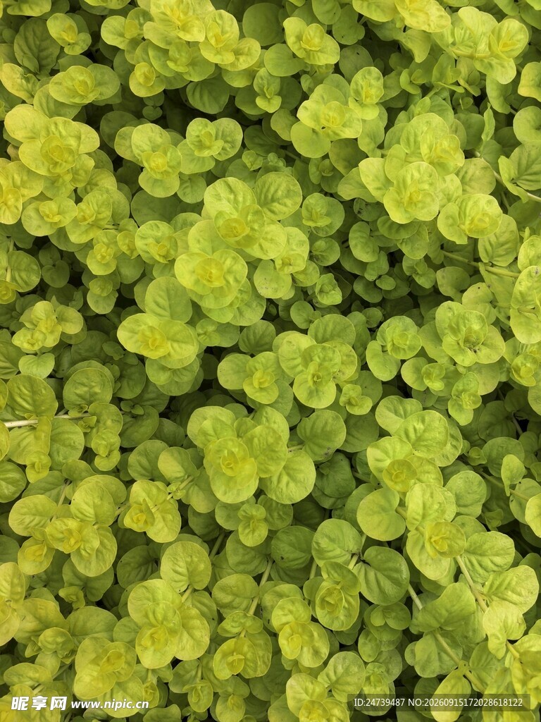 翠绿鲜嫩的多肉植物