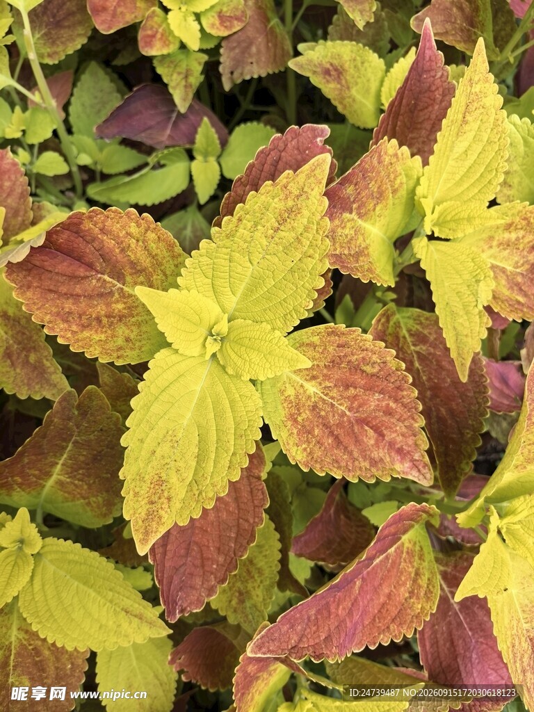 彩叶植物特写