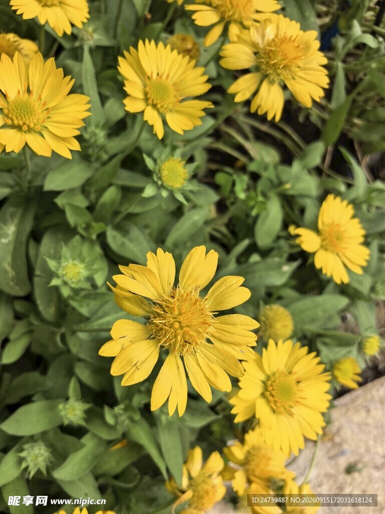 绽放的大花金鸡菊