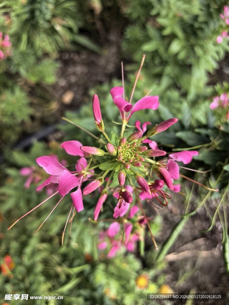娇艳醉蝶花绽放