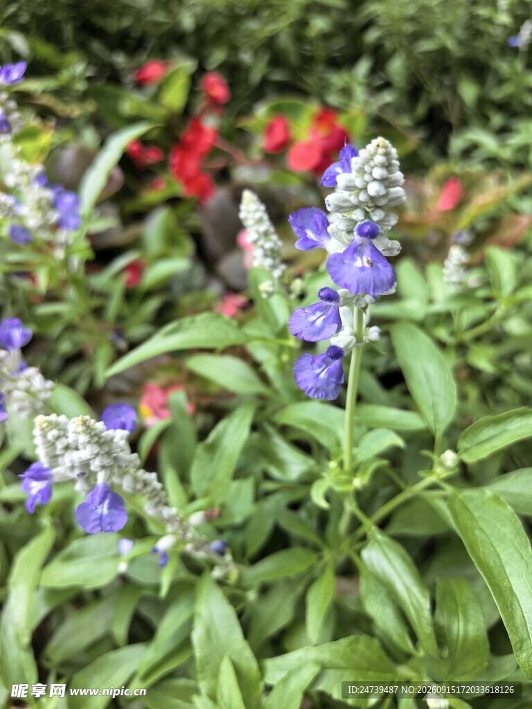 蓝紫色薰衣草花