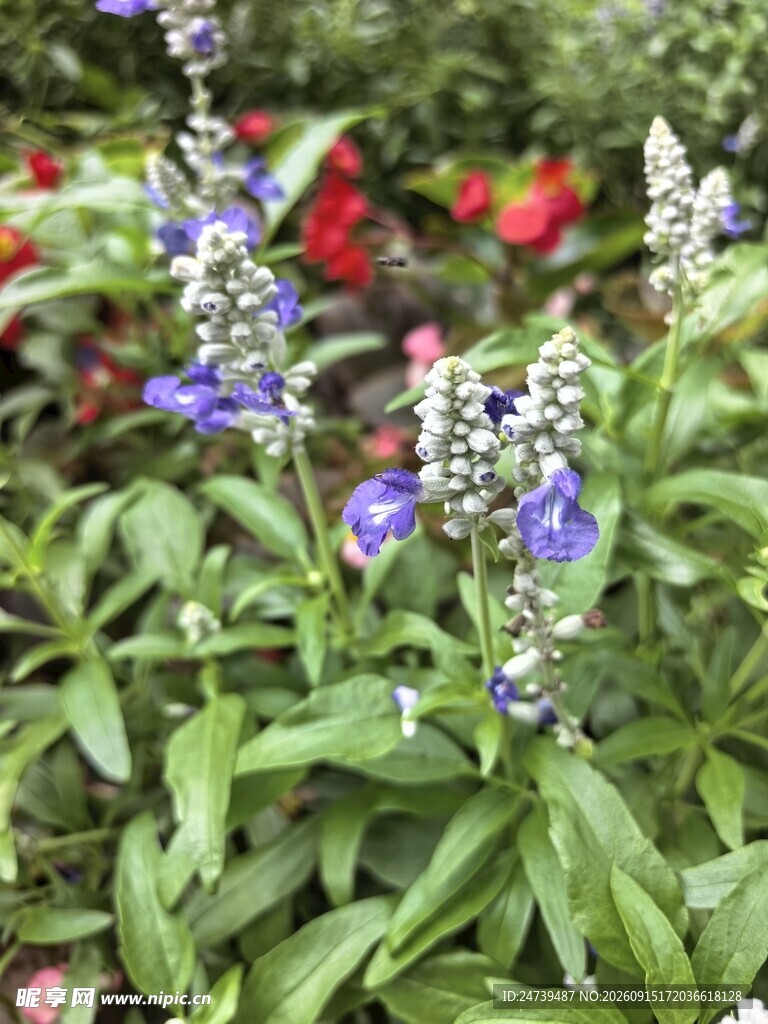 紫色薰衣草花