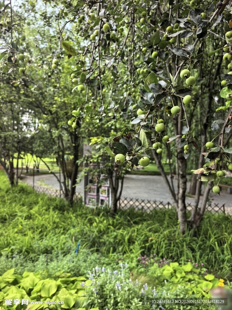 林荫小道旁的绿植景观