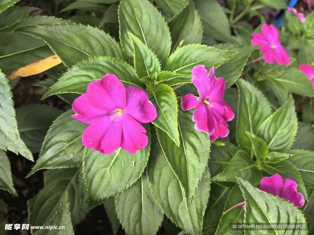 新几内亚凤仙花