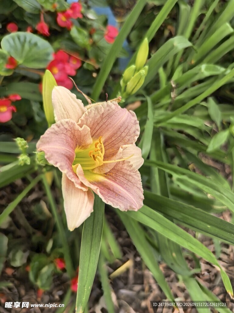 粉色萱草花特写